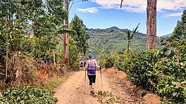 Hike across coffee plantations