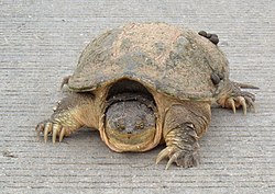 face-on view of a snapping turtle on gray background.