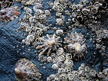 Barnacles and limpets in the intertidal zone near Newquay, Cornwall, England.