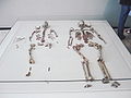 Skelette und Beigaben des Doppelgrabes von Oberkassel