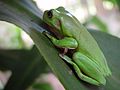 Frog on leaf showing eardrum