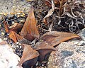 Haworthia mirabilis var. badia, the reddish-brown attenuate variety, sometimes considered the separate species Haworthia badia.