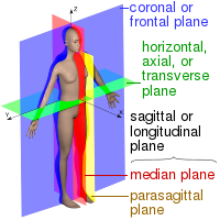 The cardinal anatomical planes in a human. These planes also apply to specific body parts such as individual limbs and joints. For bipeds and quadrupeds, the orientation of the coronal and transverse planes switch.