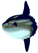 The hoodwinker sunfish Mola tecta has no caudal fin