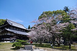 Cherry blossoms bloom in the courtyard of Negoro-ji Temple in Iwade City, Wakayama Prefecture
