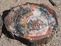 Image 1Petrified wood, by Daniel Schwen (from Wikipedia:Featured pictures/Sciences/Geology)