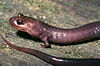 Red Hills salamander