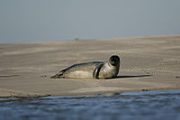 Seal in the bay of Somme