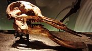 Skull of Platybelodon grangeri