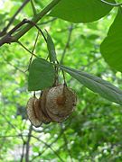 The hoptree (Ptelea trifoliata)