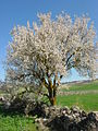 Typical almond tree, mostly seen along the river in Portugal