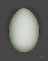 Cattle egret egg