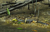Saltwater crocodiles go through numerous physiological changes as they mature. Pictured here is a hatchling age or baby crocodile.
