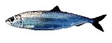Copepods are a major food source for forage fish like this Atlantic herring.