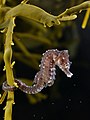 Image 22 Short-snouted seahorse More selected pictures