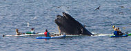 Humpback whale and kayakers off Avila Beach, California