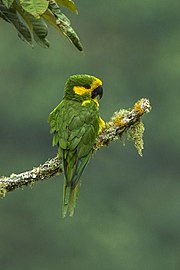 Colombia has the highest endemism in the world, with 10% of all described species. Photo: Yellow-eared parrot
