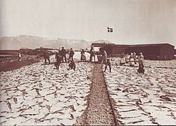 Drying of salt cod in 19th century Iceland