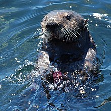 A sea otter floating on the water on its back holding a sea urchin with one hand and a rock in the other
