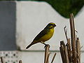 Mosambikgirlitz Yellow-fronted Canary