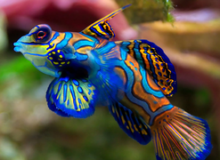 The mandarin fish is one of few animal species with blue pigment