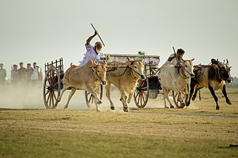 Bullock cart race in Jaffna, Sri Lanka