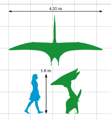 A diagram comparing the height of Thalassodromeus with that of a human, and an aerial view of its wingspan. Its height is roughly the same as a human – 1.8 m (5 ft 11 in) – and its wingspan is 4.35 m (14.3 ft).