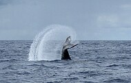 Humpback whale tail-slapping off the coast of Molokai, Hawaii
