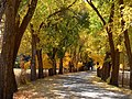 Fall leaves - Huntsville, Utah