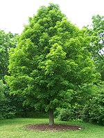 Sugar maple tree, Acer saccharum, Morton Arboretum, Lisle, Illinois.