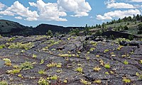 Dark lava flow with grasses growing out of its cracks and a forested hillside in the background