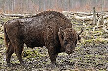 European bison, facing right and looking at the camera