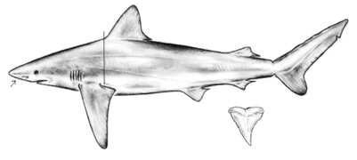 Characteristic traits of the bignose shark include its prominent nasal flaps, the tall, triangular shape of its upper teeth, and the relatively anterior position of its first dorsal fin.
