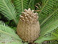 Female cone of Dioon edule