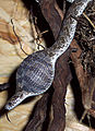 Image 9African egg-eating snake eating an egg (from Snake)