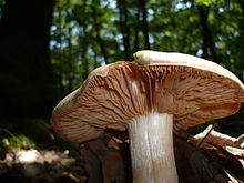 A whitish mushroom with pink gills occupies the foreground of a photo taken at ground level. In the background is a forest on a sunny day.