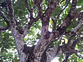 Canopy of a large specimen on Ile aux Aigrettes, Mauritius