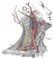 Superficial dissection of the right side of the neck, showing the carotid and subclavian arteries