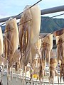 Squids drying in the harbor of Iwami (Japan)