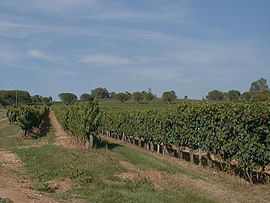 A vineyard in Lembras