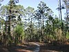 Southern longleaf pine