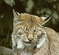 Image 21The Eurasian lynx – once again found living wild in the Harz (from Harz)