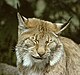 Luchs (lynx lynx)