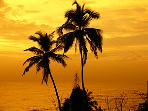 Palm trees indicate a hotter paleoclimate