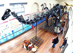 Section of Natural History Diplodocus and other fossils