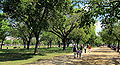 Image 52Facing east on the National Mall, as viewed near the 1300 block of Jefferson Drive, S.W. in April 2010. Rows of American elm trees line the sides of a path traversing the length of the Mall. (from National Mall)