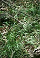 Grannenhirse (Piptatherum virescens)