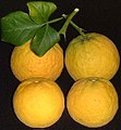 Trifoliate orange