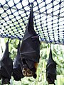 Spectacled flying fox
