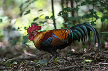 A colorful male junglefowl on a forest floor